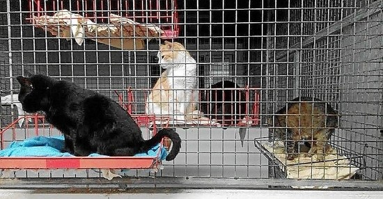 gato protectora - Perros 'poco atractivos' no encuentran hogar