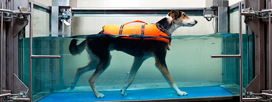 hidroterapia con animales - Hidroterapia para perros y gatos