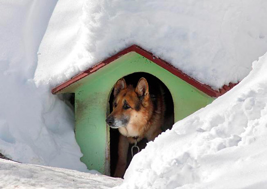 perro en caseta en la nieve - Una noche en la nieve en favor de los perros