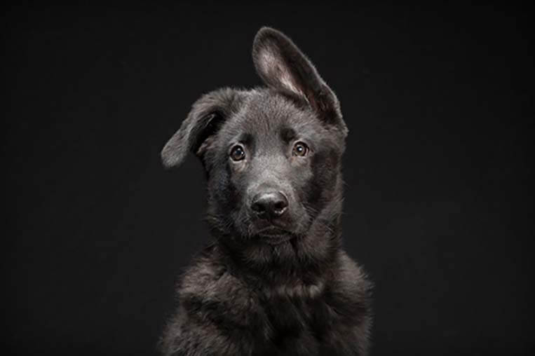 perro negro foto Fred Levy - Perros 'poco atractivos' no encuentran hogar
