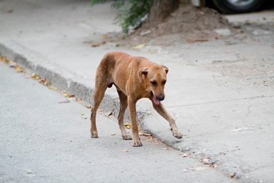 perro sin hogar - No a la matanza de perros callejeros en Rusia