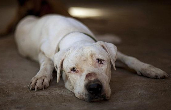 perro protectora - Perros 'poco atractivos' no encuentran hogar