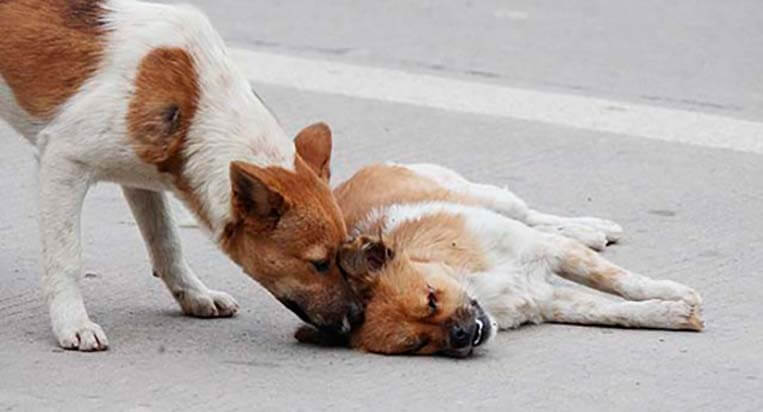 perros callejeros - No a la matanza de perros callejeros en Rusia