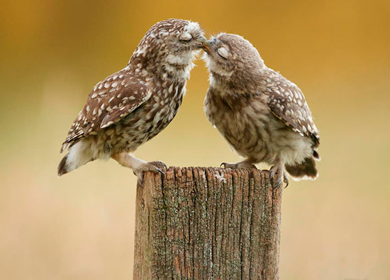 aves enamoradas - ¡Feliz San Valentín con animales!