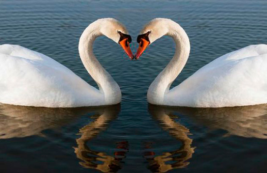cisnes enamorados - ¡Feliz San Valentín con animales!