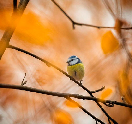 foto pajaro Ossi Saarinen 9 - Fotos de pájaros que parecen Angry Birds
