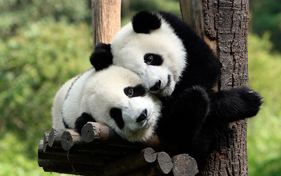 pandas enamorados - ¡Feliz San Valentín con animales!