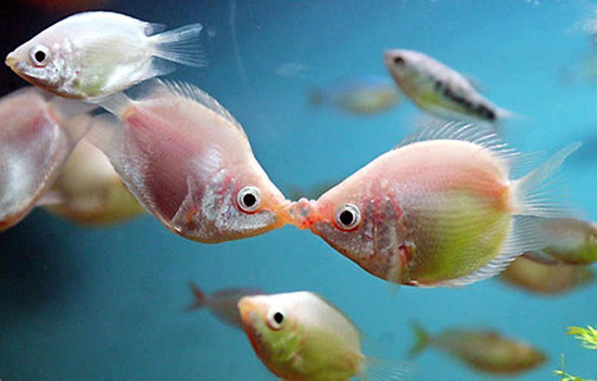 peces enamorados - ¡Feliz San Valentín con animales!