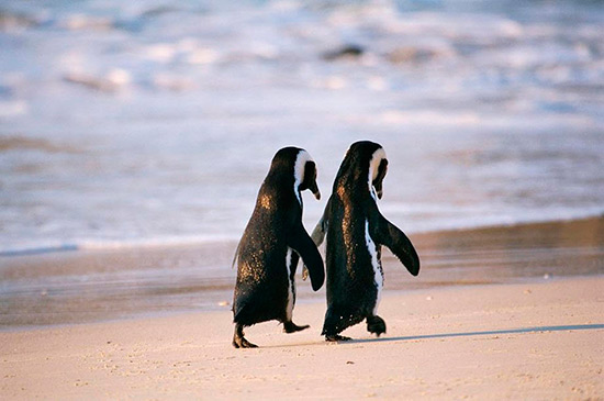 pinguinos enamorados - ¡Feliz San Valentín con animales!