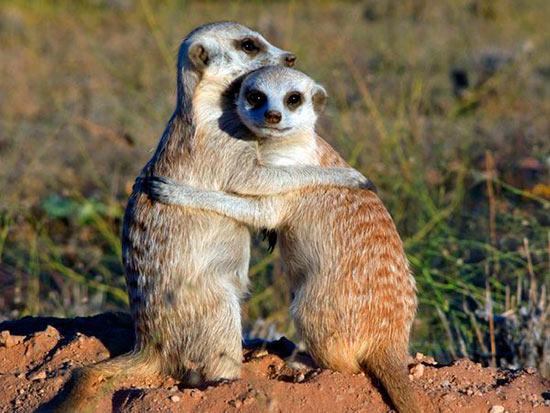 suricatas enamorados - ¡Feliz San Valentín con animales!