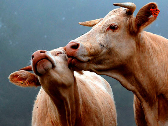 vacas enamoradas - ¡Feliz San Valentín con animales!