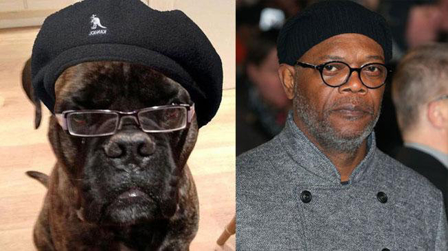 Perro que se parece a Samuel Jackson - Veinte animales que se parecen a famosos