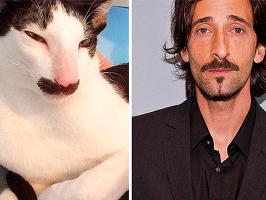 adrien brody gato - Veinte animales que se parecen a famosos