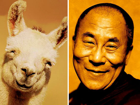 dalai lama - Veinte animales que se parecen a famosos