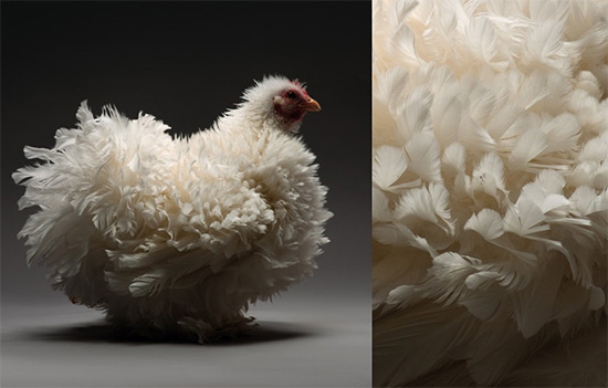 foto gallina libro chicken 1 - Imágenes de gallos y gallinas
