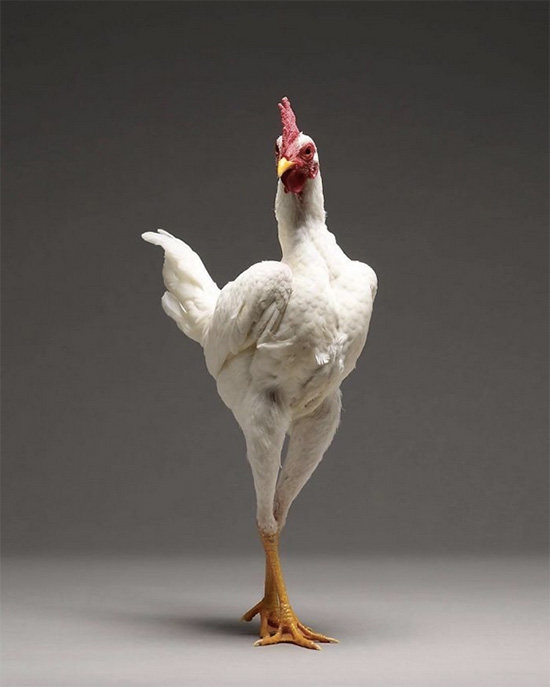 foto gallina libro chicken 2 - Imágenes de gallos y gallinas