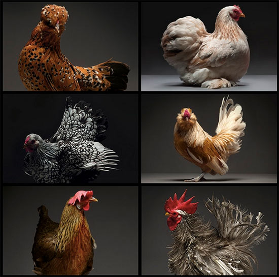 foto gallina libro chicken 5 - Imágenes de gallos y gallinas