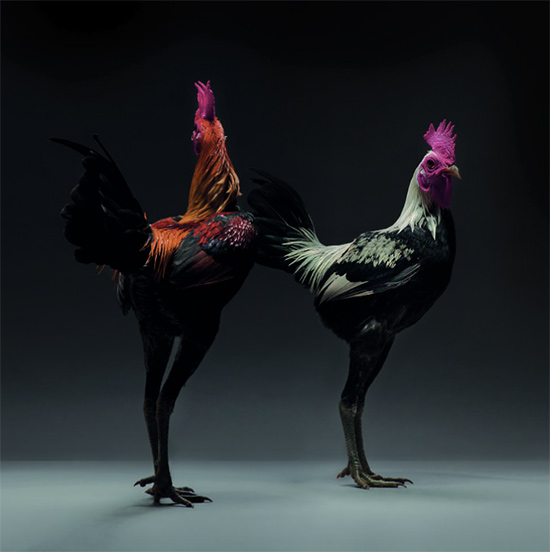 foto gallina libro chicken 6 - Imágenes de gallos y gallinas