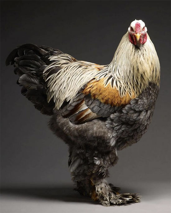 foto gallina libro chicken 8 - Imágenes de gallos y gallinas