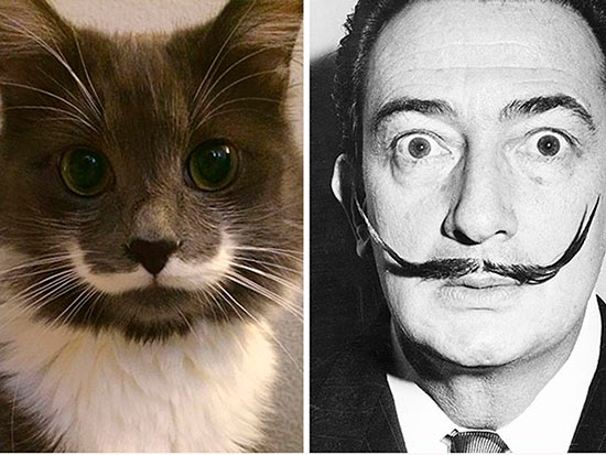 gato dali - Veinte animales que se parecen a famosos