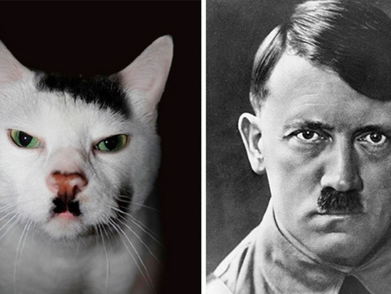 gato hitler - Veinte animales que se parecen a famosos