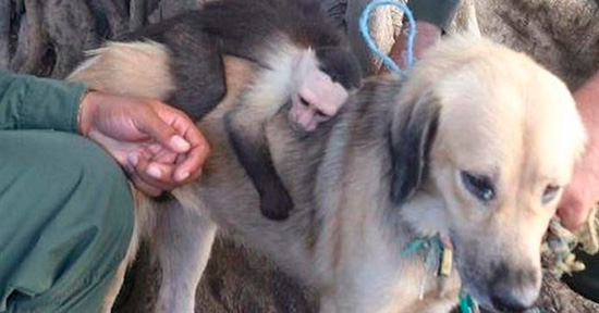 perra adopta a mono capuchino - Perra sin hogar y mono capuchino