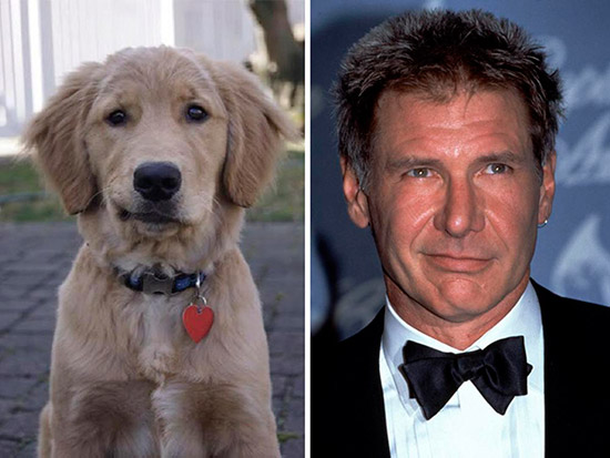 perro harrison ford - Veinte animales que se parecen a famosos