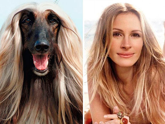 perro julia roberts - Veinte animales que se parecen a famosos