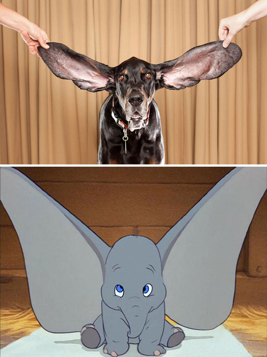 perro que se parece a Dumbo - Veinte animales que se parecen a famosos