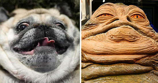 perro que se parece a Jabba el Hutt - Veinte animales que se parecen a famosos