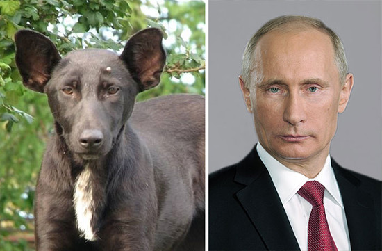 perro que se parece a Putin - Veinte animales que se parecen a famosos