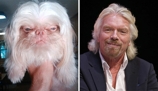 perro que se parece a Richard Branson - Veinte animales que se parecen a famosos