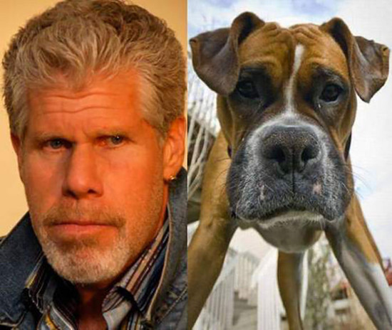 perro que se parece a Ron Perlman - Veinte animales que se parecen a famosos