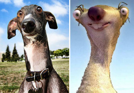 perro que se parece a Sid de Ice Age - Veinte animales que se parecen a famosos