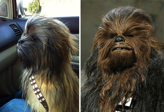 perro que se parece a chewbacca - Veinte animales que se parecen a famosos