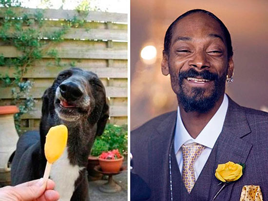 perro snoop dog 1 - Veinte animales que se parecen a famosos