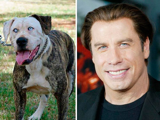 perro travolta - Veinte animales que se parecen a famosos