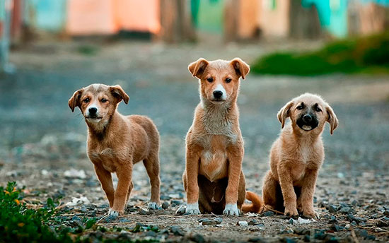 perros sin hogar - ¡Menos comprar y más adoptar!