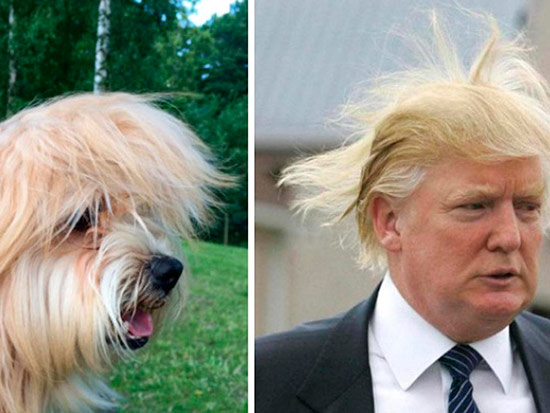 trump y perro - Veinte animales que se parecen a famosos