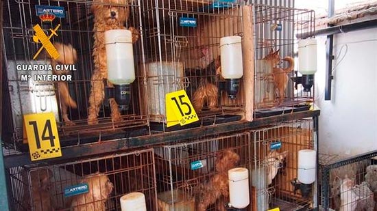 denuncia criadero ilegal don benito - Juzgado por un criadero ilegal de perros