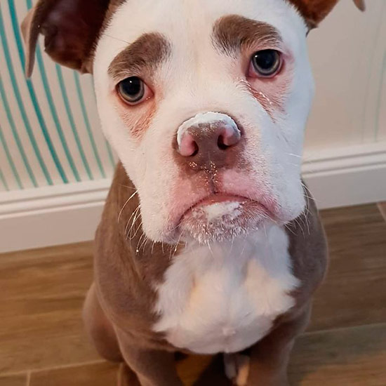 madame eyebrows perro triste 4 - La perra más triste de internet