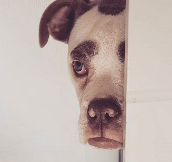 madame eyebrows perro triste - La perra más triste de internet