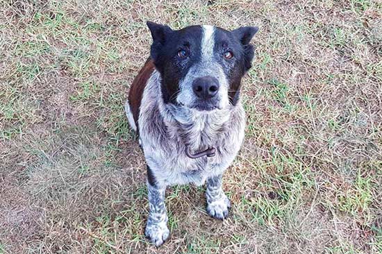 perro heroe nombrado policia honorario - Un perro es nombrado policía honorario