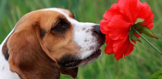 conversión portátil Describir Los siete olores que más odian los perros - Tienda Veterinaria Blog