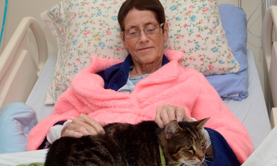 gatos visitan pacientes hospital - Titulares e imágenes del 2018