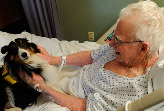 mascotas visita pacientes enfermos hospital - Avances en la visita de mascotas a hospitales