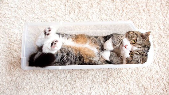 Maru el gato guinness record - El gato de las cajas triunfa en Youtube