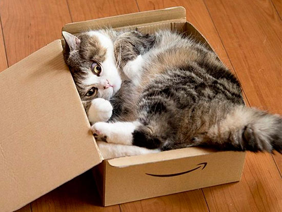 gato maru - El gato de las cajas triunfa en Youtube