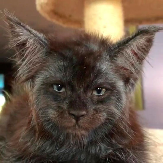 Valkyrie el gato con cara de humano - El gato con 'rostro humano'