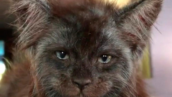 Valkyrie el gato con cara humana - El gato con 'rostro humano'